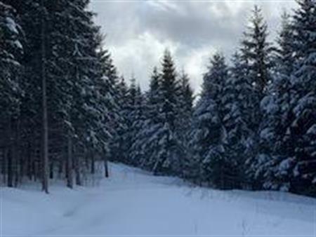 Terre à bois avec potentiel érablière