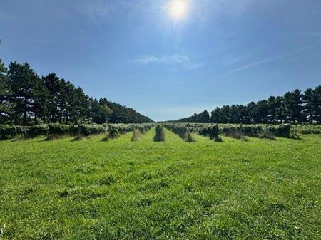Terre agricole cultivable, vignoble, St-Denis-sur-Richelieu Montérégie