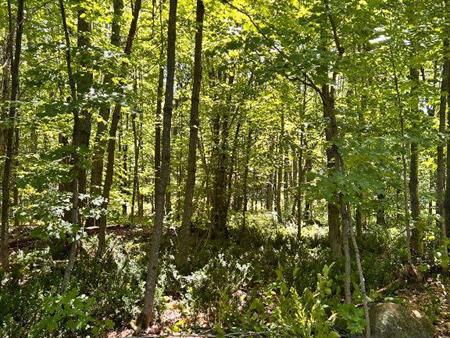Terrain à vendre résidentiel et équestre