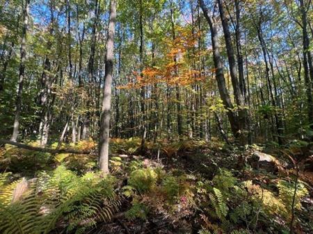 St-Amable (Montérégie) : terre à bois à vendre