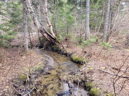 Lot à bois 52 acres