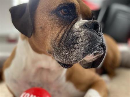 3 ½ à louer animaux autorisés!