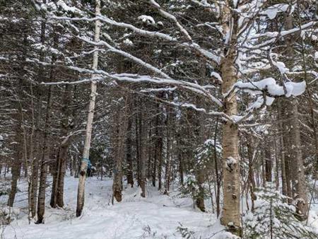 Terre à bois à Ste-Félicité de l’Islet lot zoné blanc cours d’eau