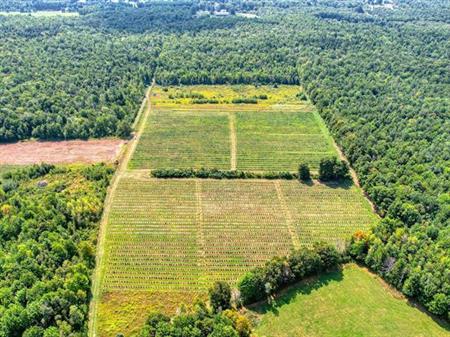 Montérégie - Domaine agricole production de bleuets et érablière sur 44,03 ha | Bâtiments : grange et petit chalet de chasse,
