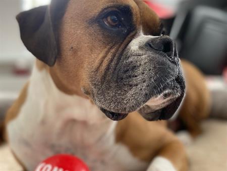 3 ½ à Louer, Animaux Acceptés!