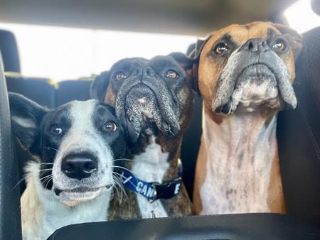 3 ½ à Louer, Animaux Acceptés!