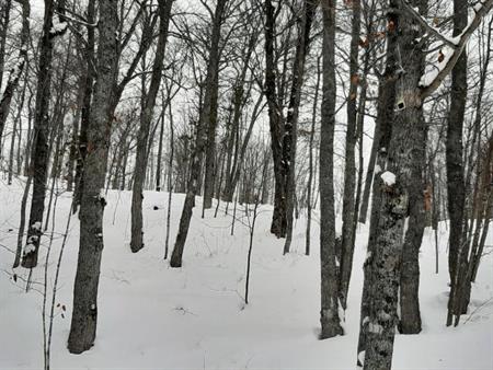 Lot a bois avec lac et fort potentiel acéricole