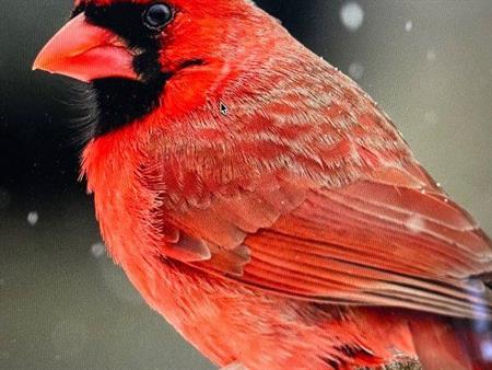 4 1/2 D’EXCEPTION - 3 choix de TOUT INCLUS - libre maintenant - 2045$