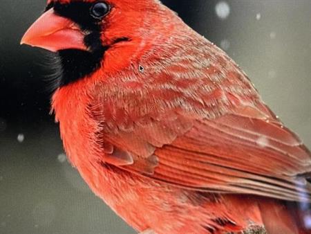 4 1/2 - Montréal (Hochelaga / Maisonneuve) - 2 045 $/mois