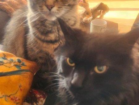 RECHERCHÉ : 3 Chambres 2 salles de bain complètes