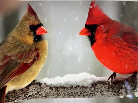 4 1/2 - Montréal (Hochelaga / Maisonneuve) - 1 990 $/mois