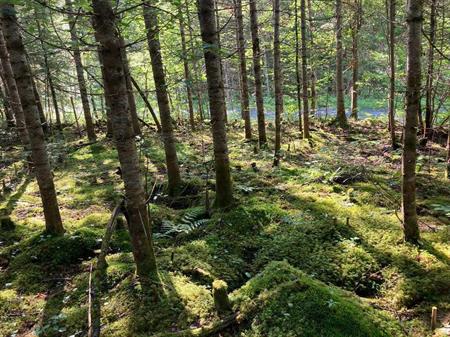 Terrains boisés près du Mont Adstock – Nature, tranquillité et plein air