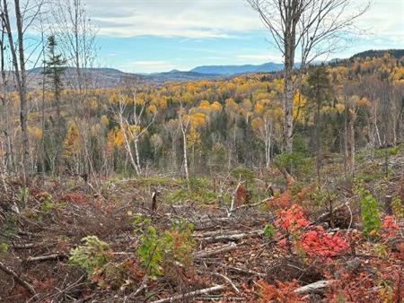 Terre à bois à vendre en Gaspésie zone 1