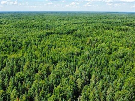 Lemieux (Centre-du-Québec) : Terre à bois de 178 acres, territoire de chasse chevreuil et orignal, potentiel forestier