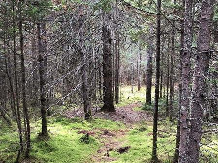 Terrain