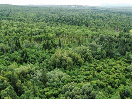 Nantes (Estrie) : Terre à bois de 42 acres, forêt mixte idéale pour la chasse, zoné blanc, ruisseau