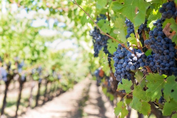 Les Meilleurs Vignobles à Kelowna : Un Rêve pour les Amateurs de Vin