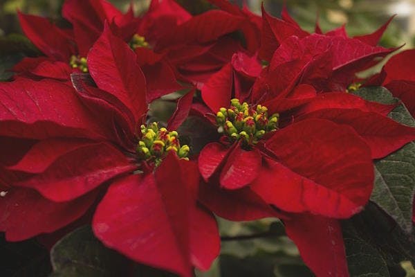 Decorating Your Rented Apartment with Christmas Plants: Which Ones to Choose and How to Care for Them?