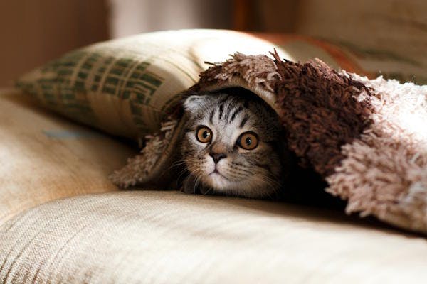Cat under the covers